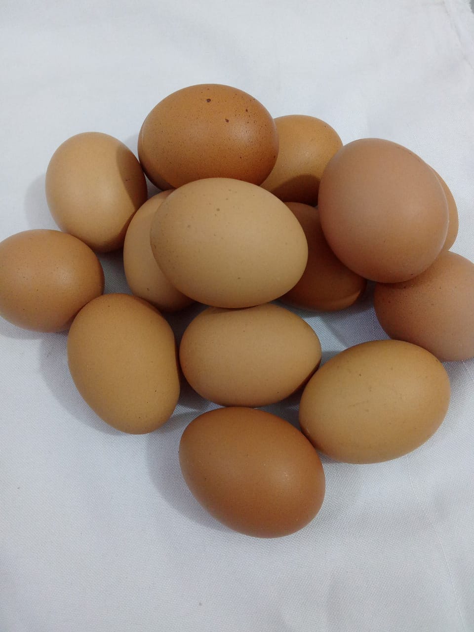 Fresh Egg half create l RHD1a